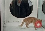 Image of cat behavior United States USA, 1957, second 53 stock footage video 65675047219