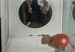 Image of cat behavior United States USA, 1957, second 56 stock footage video 65675047219