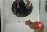 Image of cat behavior United States USA, 1957, second 57 stock footage video 65675047219
