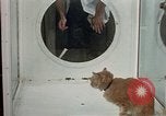 Image of cat behavior United States USA, 1957, second 58 stock footage video 65675047219
