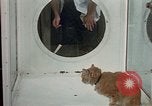 Image of cat behavior United States USA, 1957, second 60 stock footage video 65675047219