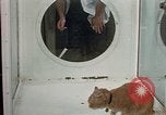 Image of cat behavior United States USA, 1957, second 62 stock footage video 65675047219