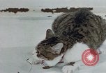 Image of behavior of cats United States USA, 1957, second 12 stock footage video 65675047220