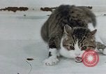 Image of behavior of cats United States USA, 1957, second 13 stock footage video 65675047220