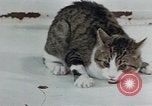 Image of behavior of cats United States USA, 1957, second 14 stock footage video 65675047220