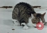 Image of behavior of cats United States USA, 1957, second 15 stock footage video 65675047220