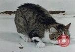 Image of behavior of cats United States USA, 1957, second 16 stock footage video 65675047220