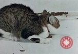 Image of behavior of cats United States USA, 1957, second 17 stock footage video 65675047220