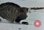 Image of behavior of cats United States USA, 1957, second 18 stock footage video 65675047220