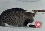 Image of behavior of cats United States USA, 1957, second 19 stock footage video 65675047220