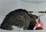 Image of behavior of cats United States USA, 1957, second 20 stock footage video 65675047220