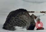 Image of behavior of cats United States USA, 1957, second 21 stock footage video 65675047220