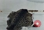 Image of behavior of cats United States USA, 1957, second 22 stock footage video 65675047220
