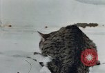 Image of behavior of cats United States USA, 1957, second 23 stock footage video 65675047220