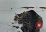 Image of behavior of cats United States USA, 1957, second 24 stock footage video 65675047220