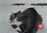 Image of behavior of cats United States USA, 1957, second 25 stock footage video 65675047220