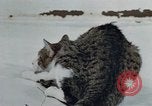 Image of behavior of cats United States USA, 1957, second 26 stock footage video 65675047220