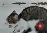 Image of behavior of cats United States USA, 1957, second 27 stock footage video 65675047220