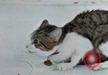 Image of behavior of cats United States USA, 1957, second 28 stock footage video 65675047220