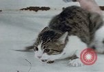 Image of behavior of cats United States USA, 1957, second 29 stock footage video 65675047220