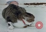 Image of behavior of cats United States USA, 1957, second 30 stock footage video 65675047220