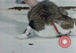 Image of behavior of cats United States USA, 1957, second 31 stock footage video 65675047220
