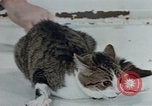 Image of behavior of cats United States USA, 1957, second 32 stock footage video 65675047220