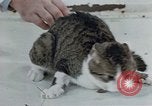 Image of behavior of cats United States USA, 1957, second 33 stock footage video 65675047220