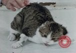 Image of behavior of cats United States USA, 1957, second 34 stock footage video 65675047220