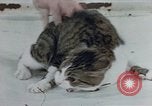 Image of behavior of cats United States USA, 1957, second 35 stock footage video 65675047220