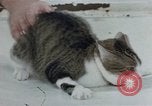 Image of behavior of cats United States USA, 1957, second 36 stock footage video 65675047220