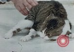 Image of behavior of cats United States USA, 1957, second 37 stock footage video 65675047220