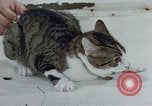 Image of behavior of cats United States USA, 1957, second 38 stock footage video 65675047220