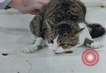 Image of behavior of cats United States USA, 1957, second 39 stock footage video 65675047220