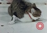 Image of behavior of cats United States USA, 1957, second 40 stock footage video 65675047220