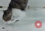 Image of behavior of cats United States USA, 1957, second 41 stock footage video 65675047220