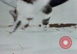 Image of behavior of cats United States USA, 1957, second 42 stock footage video 65675047220