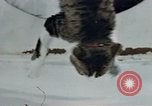 Image of behavior of cats United States USA, 1957, second 43 stock footage video 65675047220