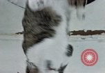 Image of behavior of cats United States USA, 1957, second 44 stock footage video 65675047220