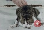 Image of behavior of cats United States USA, 1957, second 45 stock footage video 65675047220