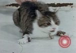 Image of behavior of cats United States USA, 1957, second 46 stock footage video 65675047220