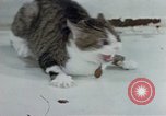 Image of behavior of cats United States USA, 1957, second 47 stock footage video 65675047220