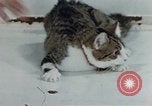Image of behavior of cats United States USA, 1957, second 48 stock footage video 65675047220