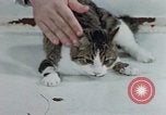 Image of behavior of cats United States USA, 1957, second 49 stock footage video 65675047220