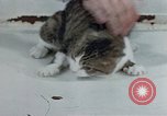 Image of behavior of cats United States USA, 1957, second 50 stock footage video 65675047220