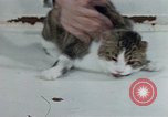 Image of behavior of cats United States USA, 1957, second 51 stock footage video 65675047220