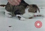 Image of behavior of cats United States USA, 1957, second 52 stock footage video 65675047220