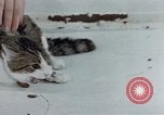 Image of behavior of cats United States USA, 1957, second 53 stock footage video 65675047220