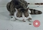 Image of behavior of cats United States USA, 1957, second 54 stock footage video 65675047220