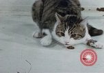 Image of behavior of cats United States USA, 1957, second 55 stock footage video 65675047220